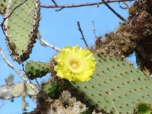 Imagen Flor de cactus